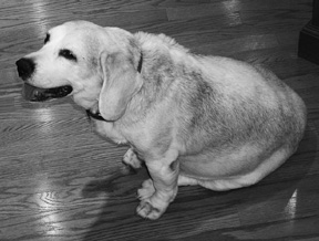 Lonely Dog Published