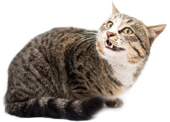 Revolt of the Sharks