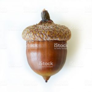 Acorn on white background