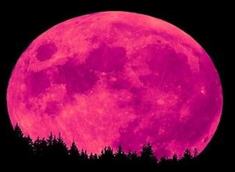 Howling at the Pink Super Moon The World According to Cosmos