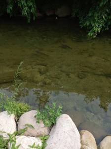 cheonjecheon stream bed