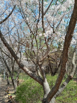 Updated Things to Do on Yeongjongdo