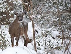 deer in snow