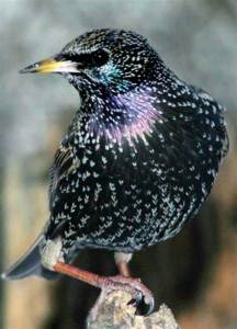 Starling bird