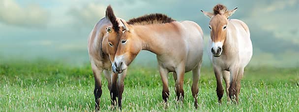 Lunar New Year: Astrology, Compatibility, and Celebrations